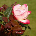 Tea Rose Bloom