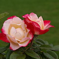 Tea Rose Blooms