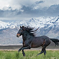 The American Wild Mustang. Photograph by Paul Martin