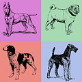 The Dog Quad by Printed View