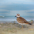 The Forlorn Killdeer by Mary Lou Chmura