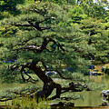 The Garden of Kinkaku-ji Temple