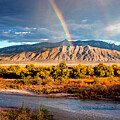 The Golden Bosque