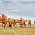 The herd, color.. by Chris Allmendinger