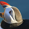 The puffin speaks