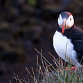 The watchful puffin
