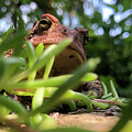 Toad Eye View