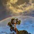 Tree Beneath a Vibrant Rainbow