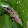 Tree Frog
