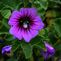 Tree Mallow by Joe Fisher