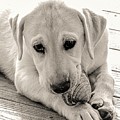 Trixie