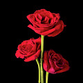 Trio of American Beauty Roses on Black by Charles Floyd