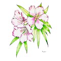 Tropical Flower in Opera Rose by Catherine Bede