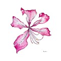 Tropical Flower in Quinacridone Magenta by Catherine Bede