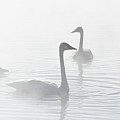 Trumpeter Swans At Kelly Warm Spring VI Photograph by Douglas Wielfaert