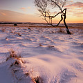 Twisted tree in the snow at sunset, Peak District National Park, Derbyshire, England