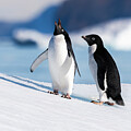 Two Adelie Penguins in Antarctica by Dee Potter