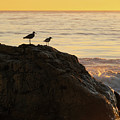 Two Birds Atop a Rock at Sunset by Matthew DeGrushe