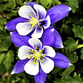 Two Blue Columbines