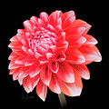 Vibrant digitally painted Dahlia on Black Background