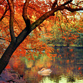 Vibrant Foliage Reflections by Jessica Jenney
