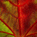 Maple Leaf in Green and Red