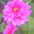 Vibrant Pink Dahlia Blossom
