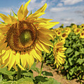 Vibrant Sunflower Field by Shirley Mitchell