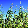 Vivid Green Reeds Under a Blue Sky Vibrant Nature Photography Print by Severija Kirilovaite