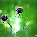 WAKODAHATCHEE FLOWER 1