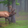 Wapiti Woods - Elk in the wilderness by Rehna George
