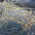 Spring Reflections  Methow River Water Abstract by Omaste Witkowski