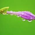 Water blessing