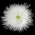 White Chrysanthemum Close-Up