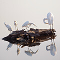 White Egrets - Sunset at the marsh by Rehna George