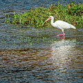 White Ibis by Chris Allmendinger