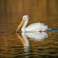 White Pelican by Beth Sargent