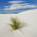 White Sands Yucca