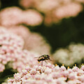 Who knew flies could be pretty by Nova Rae