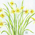 WIld Daffodils in Bloom