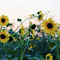 Wild Sunflowers