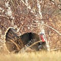 Wild Turkey Tom by Amanda R Wright