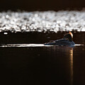Wild water fowl - Merganzer by Rehna George