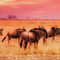 Wildebeest in Tanzania Photograph by Bruce Block