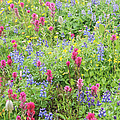 Wildflowers at Paradise, Mount Rainier National Park by Nancy Gleason
