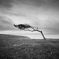 Windswept Tree On Went Hill