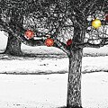 Winter fruits Photograph by Tatiana Travelways