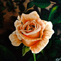 Winter Sunset Rose Bloom