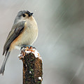 Winter Titmouse