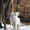 Wolf song by Rehna George